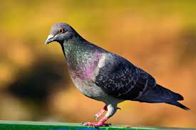 pigeon